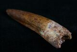 Juvenile Spinosaurus Tooth #10485-1